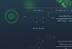 Luciferase Reporter Assay