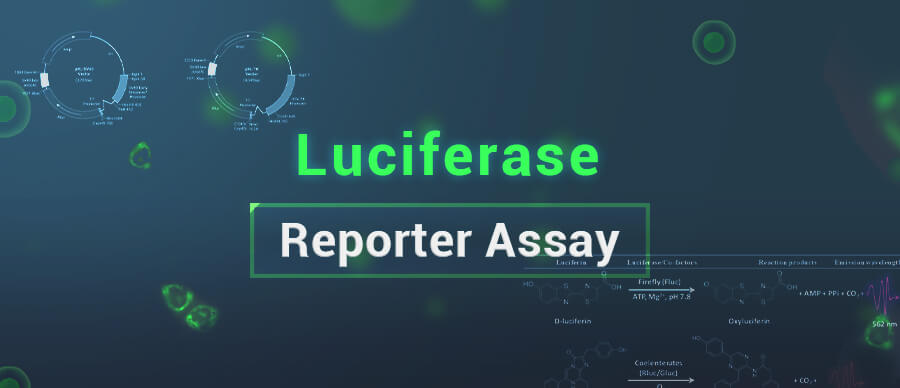 Luciferase Reporter Assay