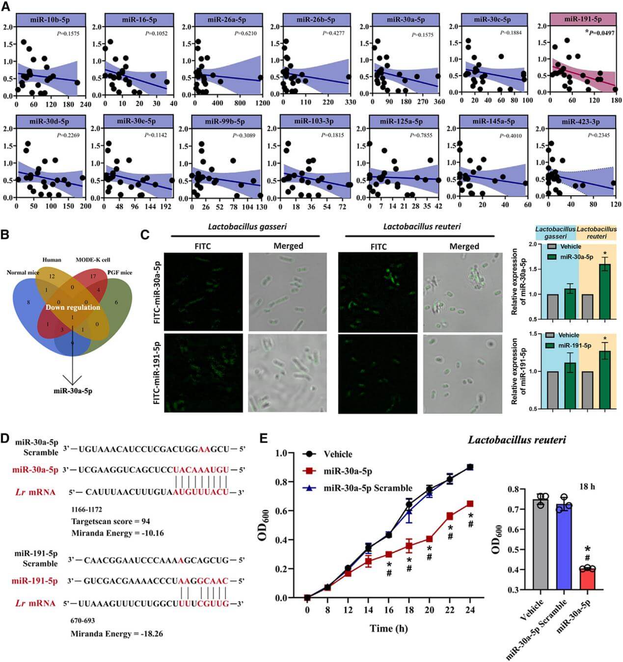 miR-30a-5p restrains the proliferation of Lactobacillus reuteri