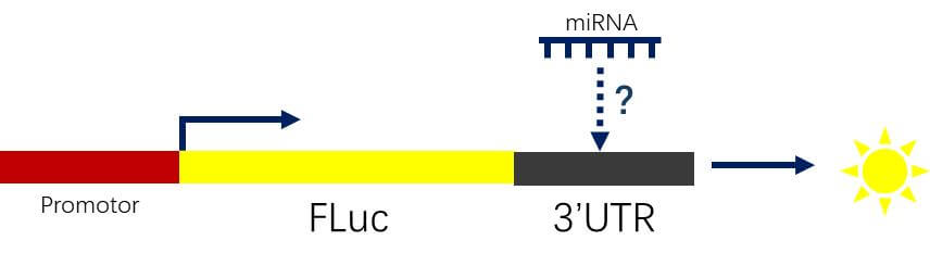 Schematic Diagram of miRNA mRNA Interaction