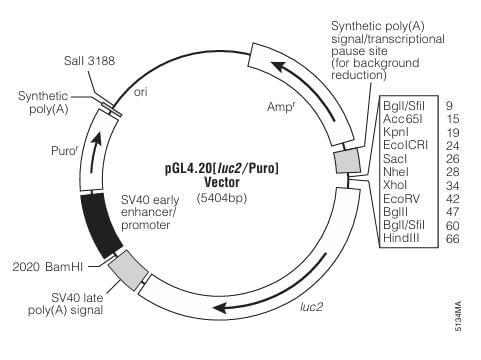 Schematic Diagram of pGL4.20 Vector and pRL Series Vector