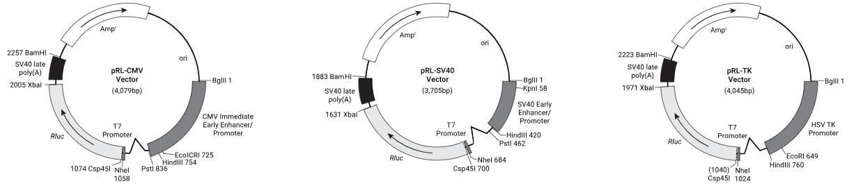 Schematic Diagram of pGL4.20 Vector and pRL Series Vector