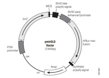 Schematic Diagram of pmirGLOP Vector