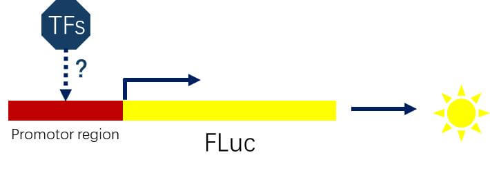 Schematic Diagram of Studying the Interaction between Transcription Factors and Target Gene Promoters