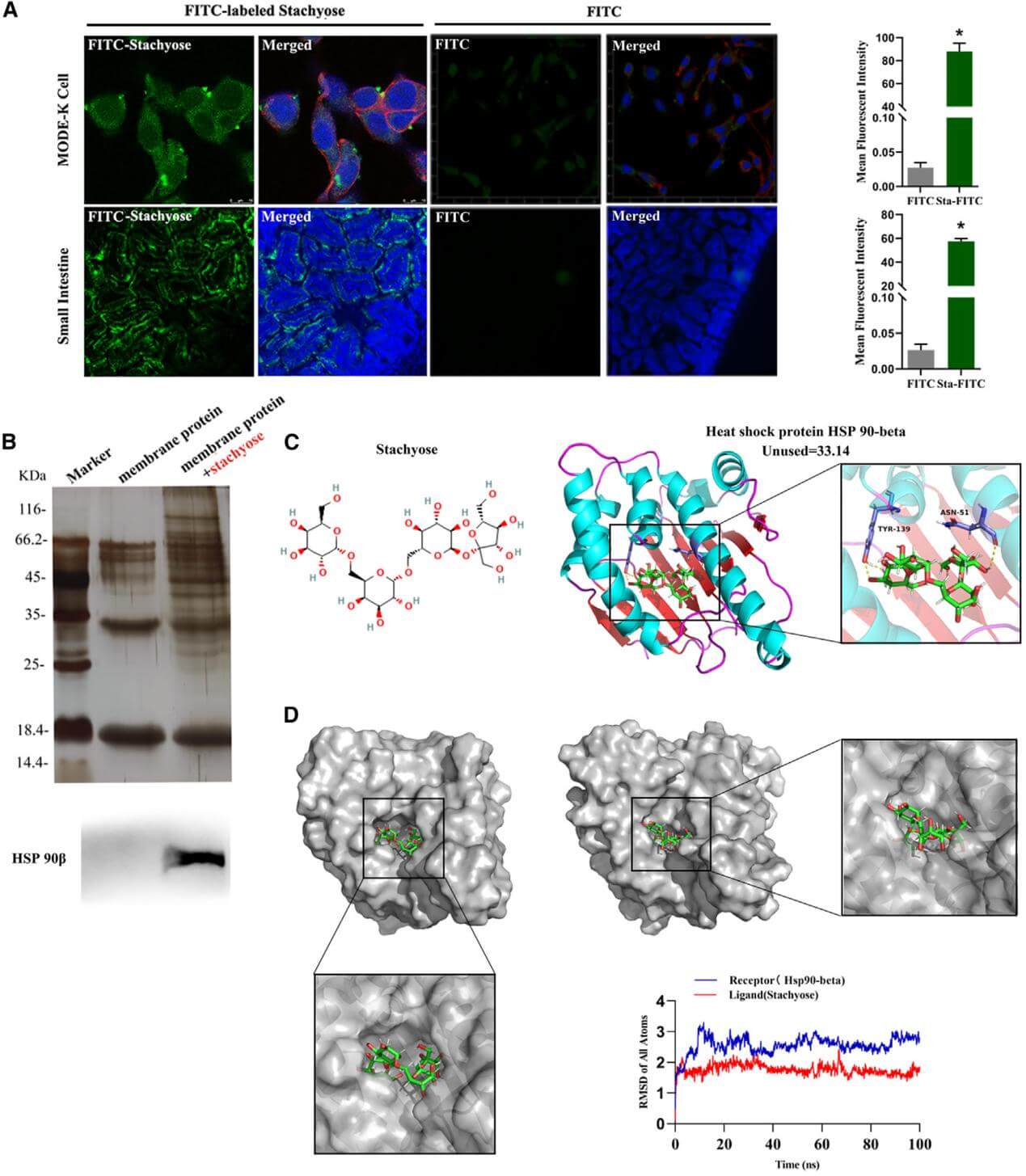 Stachyose directly interacts with HSP90β, which is located at the membrane of mouse small intestinal epithelial cells