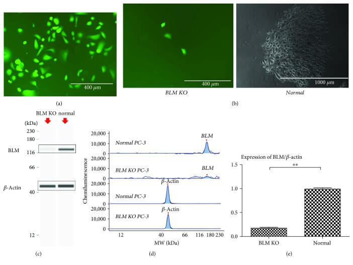 Targeted knockout of the BLM gene in PC-3 cells.