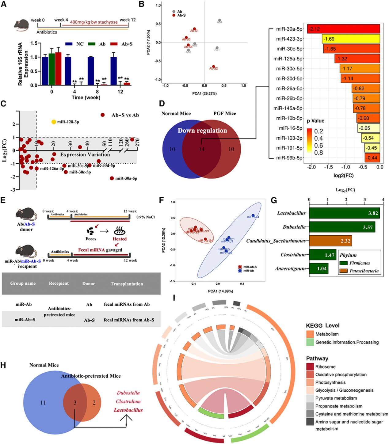 The axis of stachyose-fecal miRNA-gut microbiota