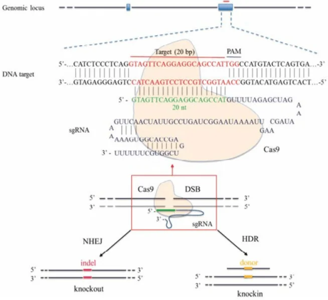 CRISPR/Cas9-mediated gene editing