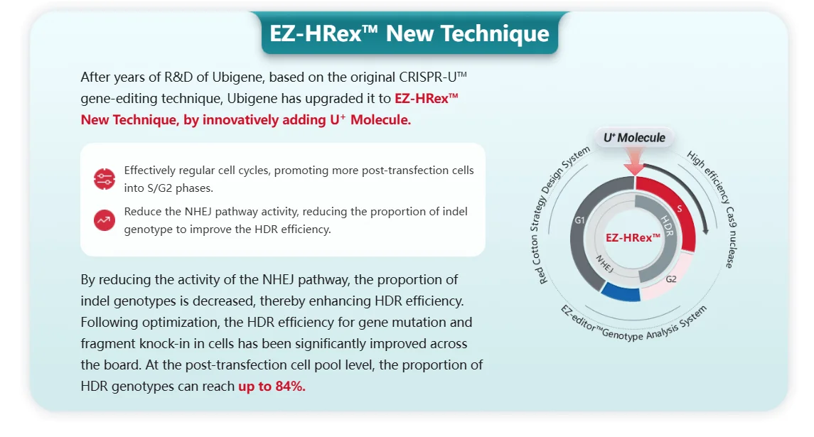 EZ-HRex™ New Technique for point mutation