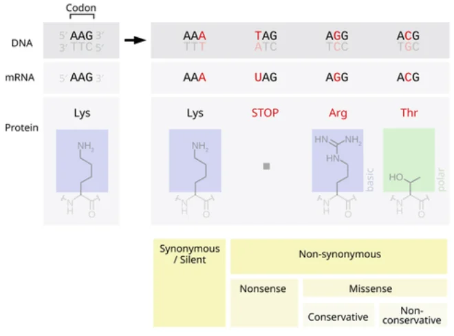 the classification of point mutations' impact on proteins