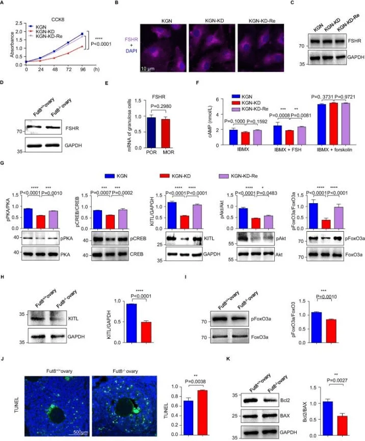 FUT8 knockdown attenuates the FSH/FSHR signaling pathway