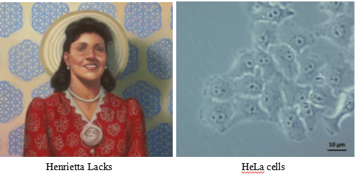 Henrietta Lacks and Hela cells