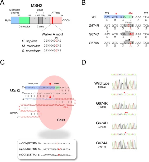 CRISPR/Cas9 point mutations hela cell case