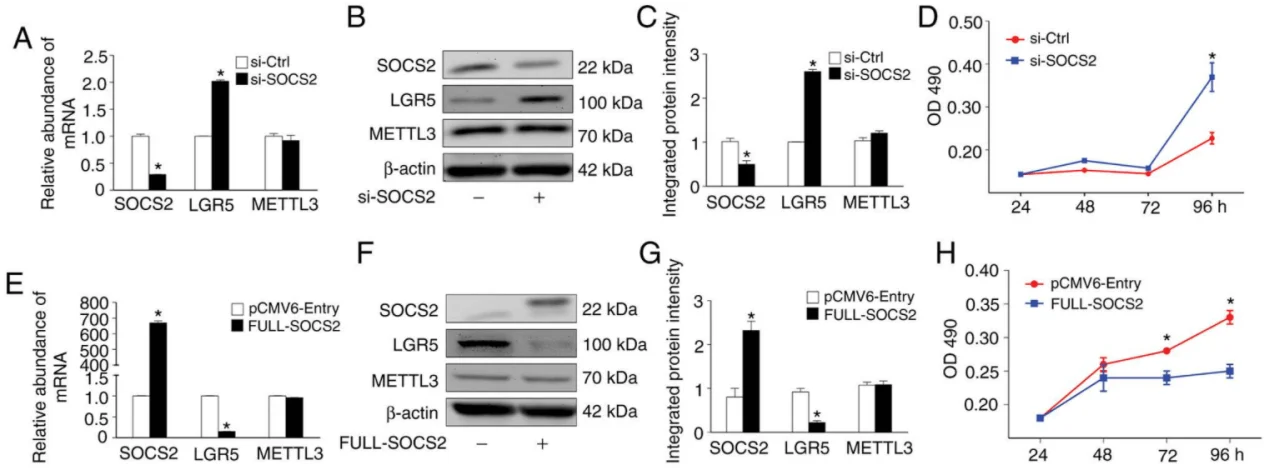 knockout sw480 cells in colorectal cancer