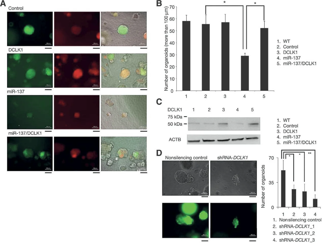 study the mechanism of tumorigenesis with sw480 cells