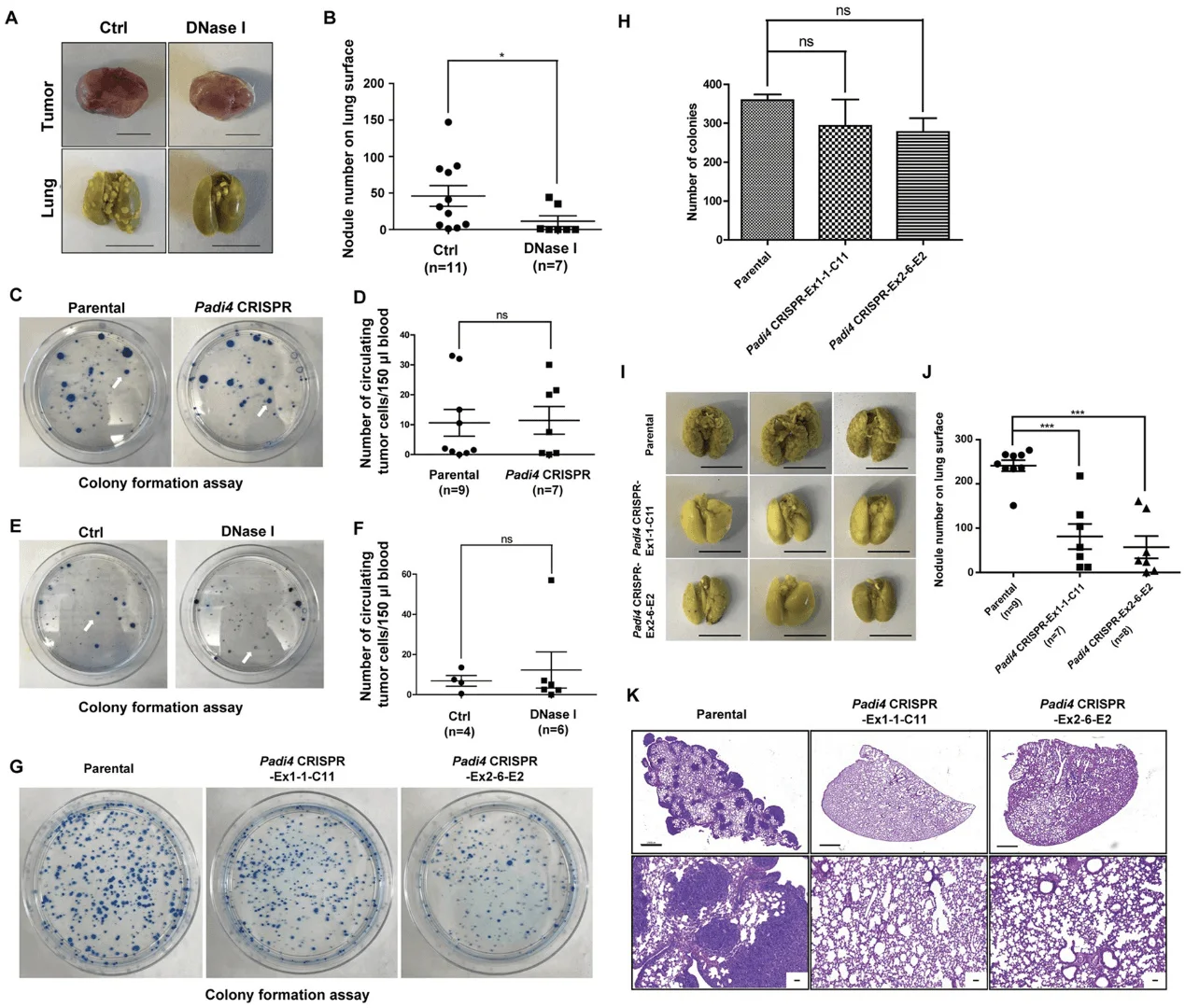 Cancer cell endogenous PAD4 promotes metastasis through steps after intravasation.