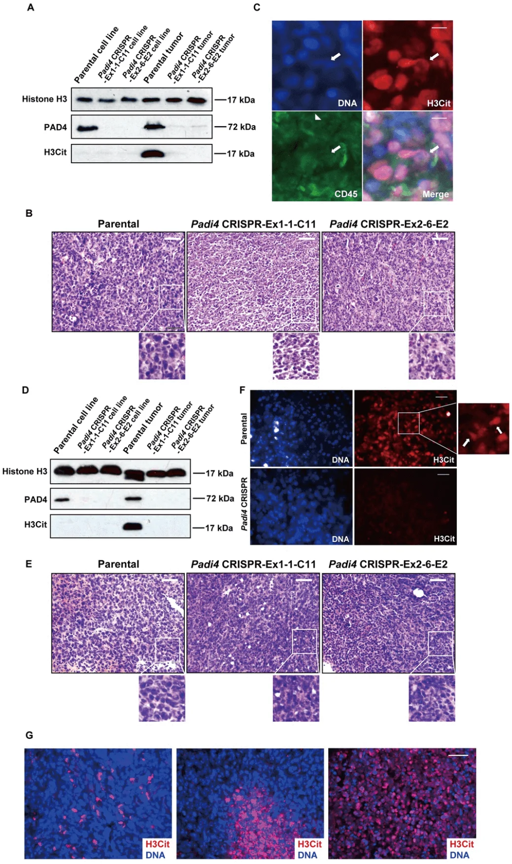 CECN is present in allograft tumors.