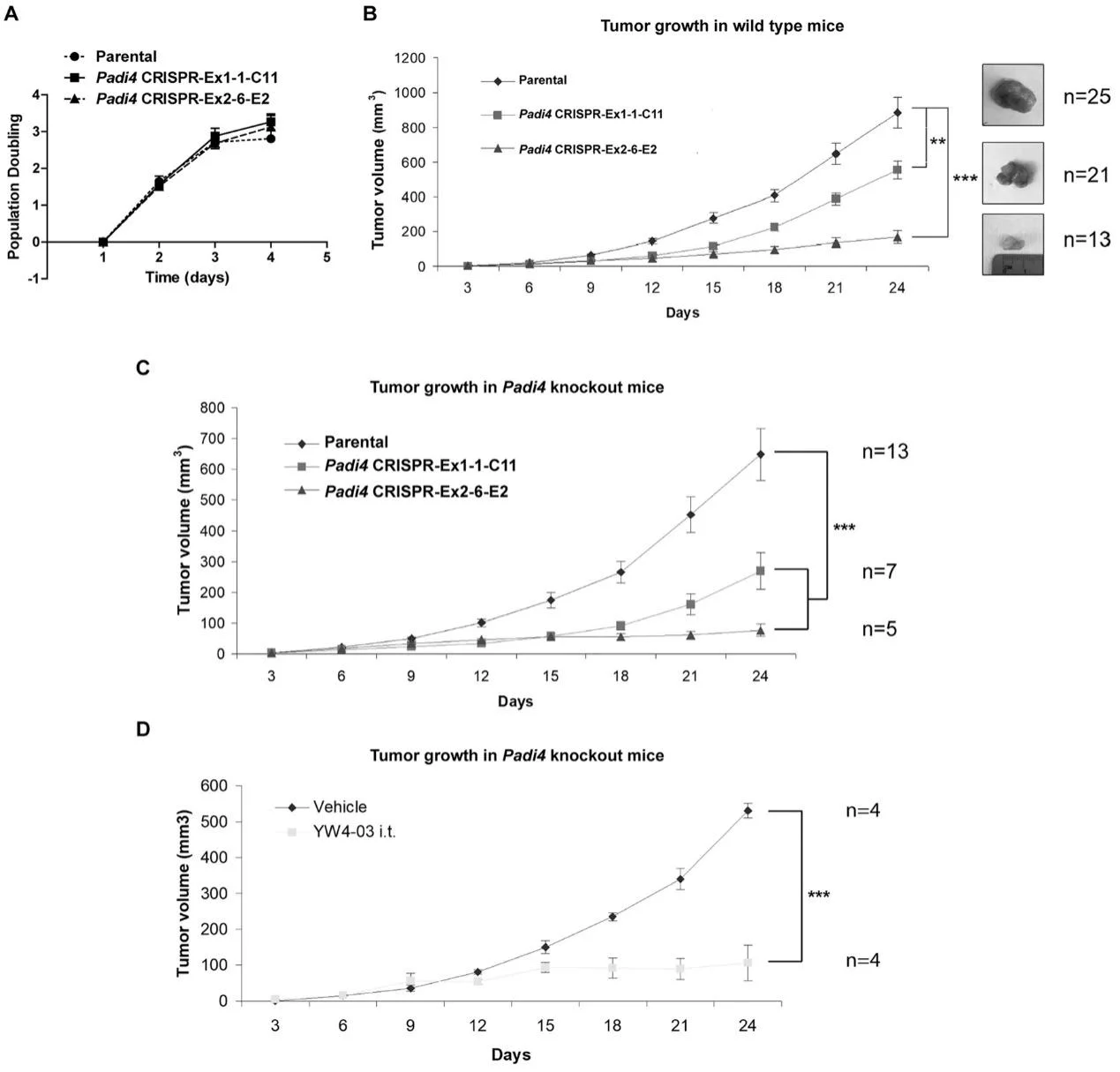 Growth rates of primary mammary tumors formed by 4T1 cells with different Padi4 genotypes or combined with YW4–03 treatment.